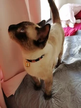 Collar de gato súper bonito estilo japonés Shiba Inu, Collar para perro mascota gato, accesorios para gato, Collar COLGANTE para gato