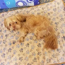 Benepaw Fluffy Soft Pet Dog Blanket Warm Flannel Fleece Washable Throw Blanket Small