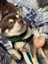 Scarf Jacket Dogs French Bulldog Winter Plush-Coat Pet-Dog Cotton Warm Thick for Puppy-Ropa-Perro