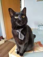 Collar de gato a cuadros con lazo ajustable para cachorros y Chihuahua, Collar de algodón para mascotas, Collar para gato, accesorios para mascotas