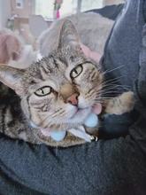 Bola de peluche de Collar para perros y gatos Collar dulce bufanda para perro lindo gatito accesorios Rosa correa para el cuello perrito con perla perro Pug Chihuahua