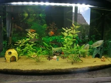 Pineapple-House Shrimp Resin Ornament Landscaping-Decor Fish-Tank-Decorations Burrow Aquarium