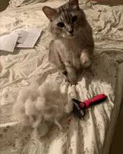 HSWLL-cepillo de doble cara de acero inoxidable para Gato, peine profesional para perros grandes, cuchillo rastrillo de nudo abierto, productos para el cuidado de mascotas