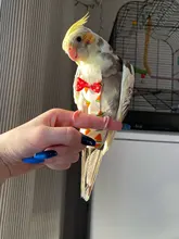 Pañal de loro con pajarita bonito colorido fruta Floral cacatúa palomas pequeña mascota mediana grande pájaros vuelo traje ropa