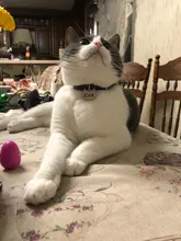 Placas de identificación personalizadas para perros, placas de identificación de Metal para cachorros, placas de identificación antipérdida para perros, gatos Pitbull, tarifa de grabado incluida accesorios para perros