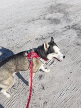 Arnés para perros reflectante ajustable, chaleco de pecho para perros pequeños, medianos y grandes, arnés protector de adiestramiento al aire libre para perros