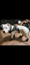 Dog-Collar Studded Spikes Pitbull Large Dog High-Quality Mastiff Big with Black Sharp