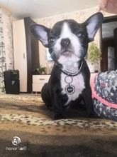 Etiquetas de identificación personalizadas para perros y gatos, colgante con nombre, dirección, Collar