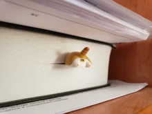 Kawayi-marcapáginas de perro gato dibujo de hámster, zorro, trasero, artículo de lectura de libros, regalo creativo para niños, papelería, novedad