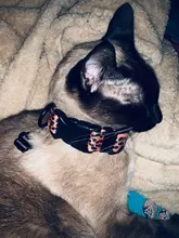 Pet-Accessories Leash-Set Color-Suit Dog-Collar Dogs Leopard Beagle Designe for Pet-Kit