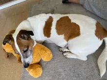 Juguete de entrenamiento de Mascota de peluche para cachorros, alivio de la ansiedad, ayuda para dormir, mordedores de juguete para perros