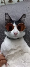 Productos para mascotas encantador redondo Vintage gato gafas de sol reflejo ojo gafas para perro pequeño gato accesorios fotos de mascotas accesorios