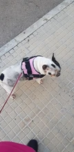 Arnés de perro sin tirones, arnés de mascota ajustable transpirable reflectante para chaleco de perro, Parche de identificación personalizado para exteriores, suministros para perros que caminan