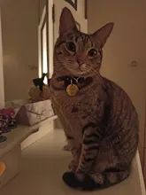 Collar de seguridad para gatos con cascabel, Collar de cachorro ajustable para gatos y perros pequeños, suministros para mascotas YS0031