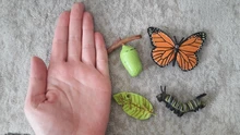 Juguetes educativos para la estimulación cognitiva para niños, modelo de animales de simulación de insectos, Mini animales de mariposa, adornos para el ciclo de crecimiento