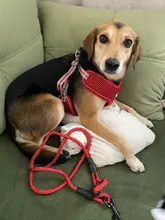 Reflectante de poliéster arnés tipo chaleco para perro ajustable transpirable Pet arneses sin tirones para medianas y grandes perros Bulldog francés cosas