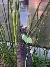 Conjunto de arnés y correa de Gato de Ángel para perros y gatos pequeños, correas ajustables de 10 colores para mascotas