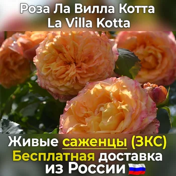 Coracious seedlings roses La Villa Cotta (La Villa Kotta) free shipping to Russia, not seeds, live flowers in a pot
Coracious seedlings roses La Villa Cotta (La Villa Kotta) free shipping to Russia, not seeds, live flowers in a pot