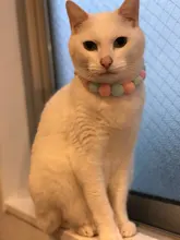 Bola de peluche de Collar para perros y gatos Collar dulce bufanda para perro lindo gatito accesorios Rosa correa para el cuello perrito con perla perro Pug Chihuahua