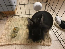 House-Pad Cage-Bed Hamster Guinea-Pig Rabbit-Grass Small Animal Chew Mat