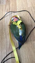 Pet-Leash-Kits Cockatiel Training-Rope Budgerigar Bird Parrot Ultralight Anti-Bite Flying