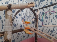 Soporte de acero inoxidable para soporte de loro mascota comida de pájaros, palo de lanza para frutas, pincho para carne, alimentador de aves