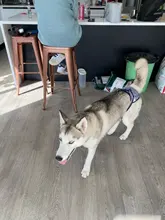 Pantalones cortos para perros para mujer, bragas para menstruación, bragas fisiológicas para mascotas, pañal sanitario lavable