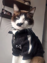 Collar Gato genial con tachuelas de cuero para perros pequeños, medianos, Chihuahua, 5 colores