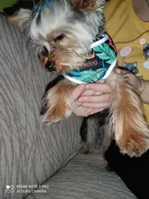 Arnés para perro o gato de nailon, arnés para perro o gato impreso, arneses para perros pequeños, chaleco para caminar para mascotas, correa para gatos, Bulldog Francés, Chihuahua, Yorkshire