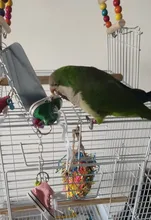 Mini zapatos de lona zapatos loro juguetes mascotas pájaro de la jaula decoración pie escalada juguete loro jaula para pájaros para mascotas zapatos loro Juguetes