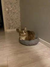 pawstrip Soft Plush Winter Dog Bed Round Cat Bed Warm Puppy Cushion Chihuahua Teddy Small