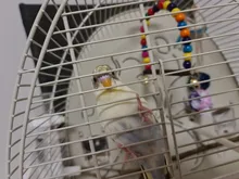 Columpio de madera Natural para loros, jaula colgante para mascotas con cuentas de colores, suministros para pájaros, campanas, juguetes, 1 unidad