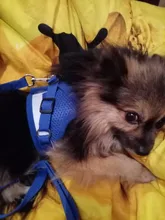 Dog Cat Harness Reflective Vest Pet Chest Strap Mesh Breathable Dog Harness And Walking