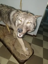 Peines de depilación para perros y mascotas, cepillo de aseo para perros y gatos, peines de masaje, removedor de pelo para perros, cepillo de aseo para mascotas