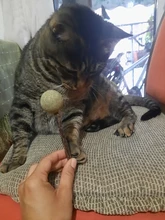 Productos para mascotas Gato juguetes hierba gatera Natural Lollipop forma mascotas Molar dientes juguete del gato Navidad Año nuevo regalo