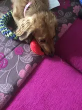 Nuevo de forma de fruta juguete masticable para perros juguete interactivo para mascotas Molar juguete para aliviar el estrés interactivo de mascota doméstica del producto