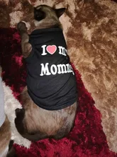 Ropa de gato para primavera y verano, chaleco estampado para mascotas a la moda, ropa divertida para gatos, 11C40S3