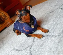 Abrigo de invierno para perro pequeño abrigo de perro cálido, chaqueta para perro, traje para cachorro, abrigo para perro Chihuahua Shih Tzu, ropa para perro
