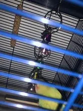 Loro pequeño campana de colores, juguete creativo divertido, jaula de pájaro colorida, campana colgante para loros, loros, jaula de hámster, suministros de columpio