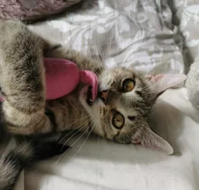 Juguete de hierba gatera con sonido de crujido para gatos, productos para mascotas, juguetes para gatos, dientes de molienda, almohada de felpa para pulgar, accesorios para mascotas