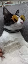 Productos para mascotas encantador redondo Vintage gato gafas de sol reflejo ojo gafas para perro pequeño gato accesorios fotos de mascotas accesorios