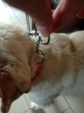 Collar de Color mejorado de alta calidad para perros grandes, Pastor Alemán, cadena P, ajustable, para perros medianos y grandes