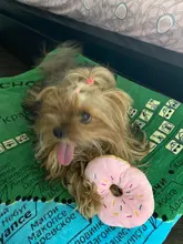 Pet-Toy Donut Puppy Chew Play Dogs Training Plush Squeaker Cute Funny Bite Cartoon Cats