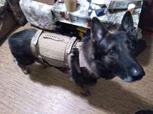 Dog-Vest Pet-Training-Vest Military-Working Tactical Dogs Strong-Dog Large with Handle