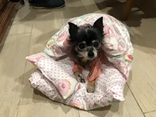 Casa de gatos extraíble Kawaii, productos para el hogar, cama de perro grande, cueva, comida cómoda