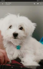 Placa de identificación personalizada con huella de perro, accesorio para Collar, placa de identificación