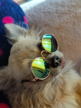 Gafas de protección contra el desgaste para perros y gatos adorables, productos para mascotas, protección contra el desgaste, gafas de sol, fotos, accesorios para mascotas, 1 ud.