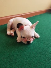 Gafas de protección contra el desgaste para perros y gatos adorables, productos para mascotas, protección contra el desgaste, gafas de sol, fotos, accesorios para mascotas, 1 ud.