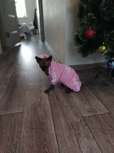 Suéter con capucha Para gato, Ropa cálida Para mascotas, Para gatos, Sphinx, satten, Ropa Para gatos, Kedi, Giyim, productos Para mascotas