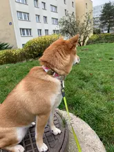 Collar personalizado para perros y gatos, collarín de nailon con grabado personalizado para identificación de mascotas, talla pequeña, mediana y grande